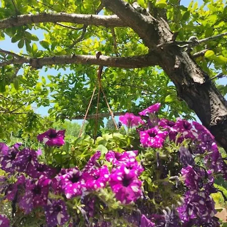 Hara's House Pelion דירה