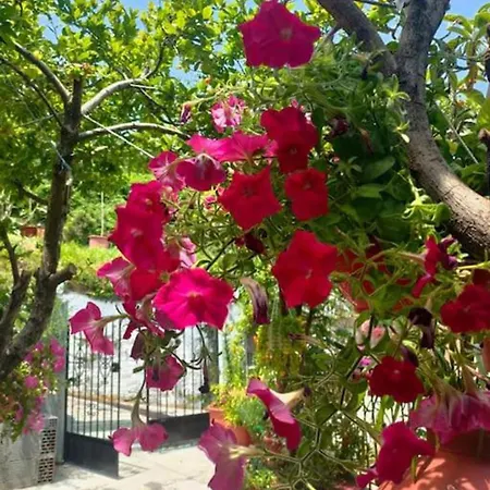 דירה Hara's House Pelion Makrirrákhi